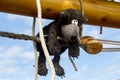 Teddybear climbing the mast Royalty Free Stock Photo