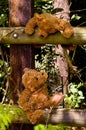 Teddybears looking at each other