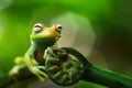 Tree frog Hypsiboas punctatus Royalty Free Stock Photo