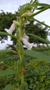 teel flower with fresh background