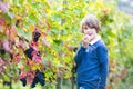 Teen age boy in beautiful autumn vine yard