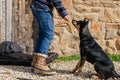 Teen boy doing some basic training with dog Royalty Free Stock Photo