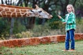 Teen feeding giraffes in Africa Royalty Free Stock Photo