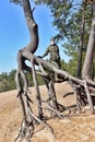 Teen girl in camouflage clothes Royalty Free Stock Photo