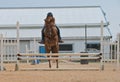 Teen girl on a horse jumping rails Royalty Free Stock Photo
