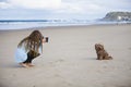 Girl photographing dog on beach