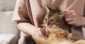 Teen girl with sad abyssinian cat on knees sitting on couch Royalty Free Stock Photo