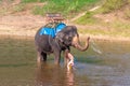 Teen girl washes an elephant. the girl with the elephant in the water. an elephant is swimming with a girl Royalty Free Stock Photo