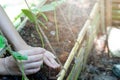 Teen hands planting the seedlings into the soil over nature background and sunlight. Farmer holding Young plant, new life growth. Royalty Free Stock Photo