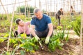Teen son helps father clean weeds in garden beds