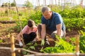 Teen son helps father clean weeds in garden beds