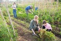 Teen son helps mother clean weeds in garden beds