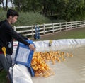 Teen Volunteer Dumps a crate of rubber duckies into the man-made pond during the Rubber Duck Festival