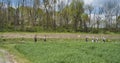 Teenage Amish Boys and Girls Walking Along a Rural Road in the Countryside