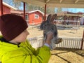 Teenage boy holds little grey shaggy rabbit in hands, focus on rabbit. Royalty Free Stock Photo