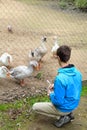 Teenage boy and geese at the zoo Royalty Free Stock Photo