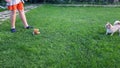 a teenage boy throws a toy for small chihuahua dogs. a child plays with dogs in the summer in the yard Royalty Free Stock Photo