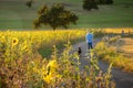 Teenage boy walking his dog Royalty Free Stock Photo