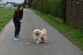 Teenage girl as dog sitter