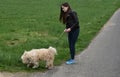 Teenage girl as dog sitter Royalty Free Stock Photo