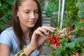 girl collects red currants