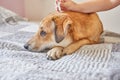 Teenage girl dripping drops against fleas and ticks on a red-haired cute dog