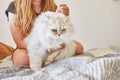 Teenage girl dripping liquid against fleas British long-haired white cat Royalty Free Stock Photo