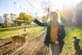 Teenage girl feeding wild deers at a zoo on autumn day. Children watching reindeers on a farm Royalty Free Stock Photo