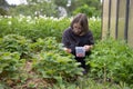 Teenage girl in glasses gather strawberries from the garden bed in a plastic buckett