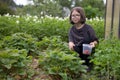 Teenage girl in glasses gather strawberries from the garden bed in a plastic buckett