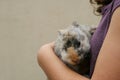 A teenage girl is holding a cute fluffy rabbit in her arms. Girl is caring for her bunny friend. Friends with the Easter Bunny. Royalty Free Stock Photo