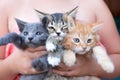 Teenage girl holding three kittens in her arms Royalty Free Stock Photo