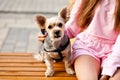 Teenage girl hugging little pet dog in a park outdoor Royalty Free Stock Photo