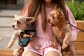 Teenage girl hugging little pet dogs in a park outdoor Royalty Free Stock Photo