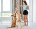 Teenage girl playing with golden retrievers