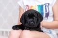 Black Labrador puppy in the arms of a girl. Royalty Free Stock Photo