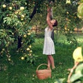 Teenage girl plucks an apple from an apple tree branch Royalty Free Stock Photo