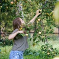 Teenage girl plucks an apple from an apple tree branch Royalty Free Stock Photo