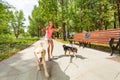 Teenage girl with running away dogs Royalty Free Stock Photo