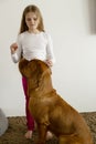 Vertical photo Dogue de Bordeaux follows the commands of the owner