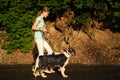 teenage girl walk two australian shepherd puppy dog in summer park. Outdoor Royalty Free Stock Photo