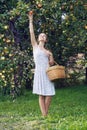 Teenage girl wearing a sundress plucks an apple from an apple tree branch Royalty Free Stock Photo