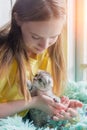 A teenage girl in a yellow T-shirt is holding a small pedigree kitten. Vertical photo. The girl looks at the kitten. Soft focus