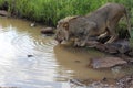 Teenage Lion Male Drinking in Hwage National Park, Zimbabwe. Royalty Free Stock Photo