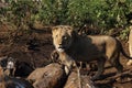 Teenage Lion Male Hungry in Hwage National Park, Zimbabwe. Royalty Free Stock Photo