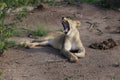 Teenage Lion Yawn in Hwage National Park, Zimbabwe. Royalty Free Stock Photo