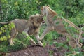 Teenage Lions Play Fighting in Hwage National Park, Zimbabwe. Royalty Free Stock Photo