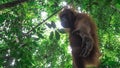 Teenage orangutan reaches down below Royalty Free Stock Photo