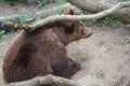 Teenage Wild Brown bear portrait in Europe national park Royalty Free Stock Photo