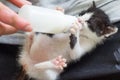 Teenager boy is feeding a kitten with a milk replacer Royalty Free Stock Photo